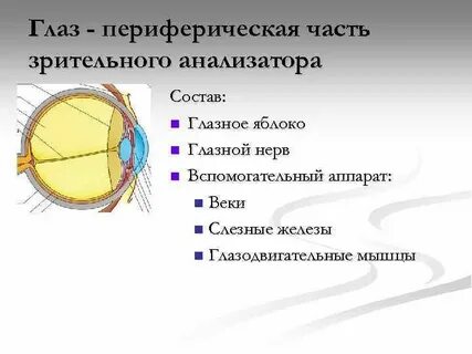 Зрительный периферический отдел