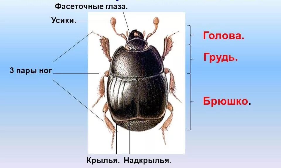 Какие части насекомого изображены. Внешнее строение насекомого рисунок. Отделы тела насекомых рисунок. Внешнее строение тела насекомого рисунок. Строение насекомого схема для детей.