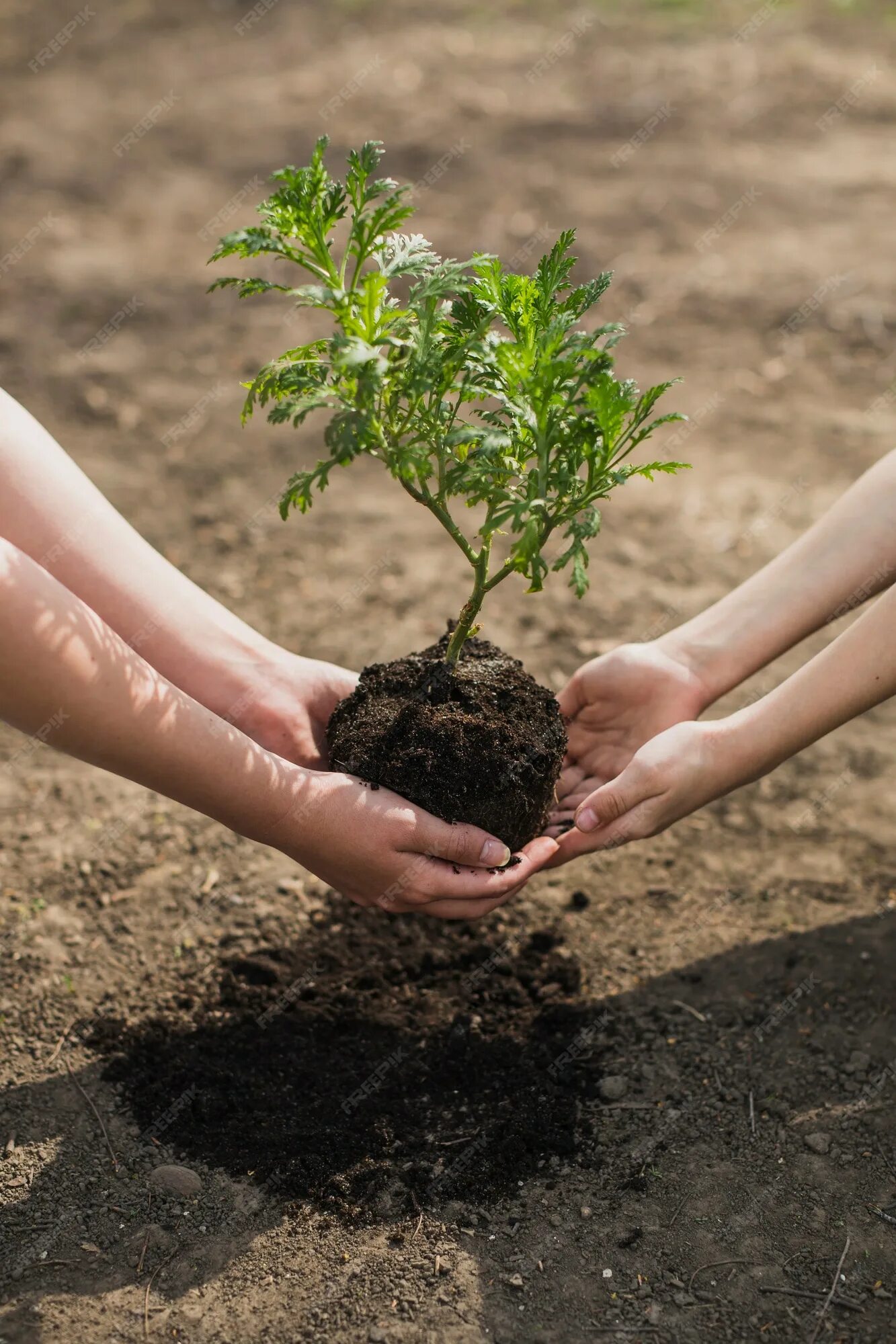 Planting plus. Посадка деревьев. Сажание деревьев. Высаживание деревьев. Посадить дерево.