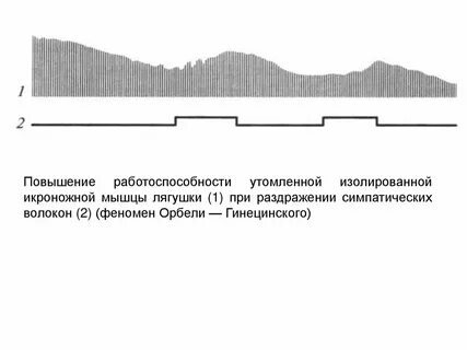 Феномен орбели гинецинского
