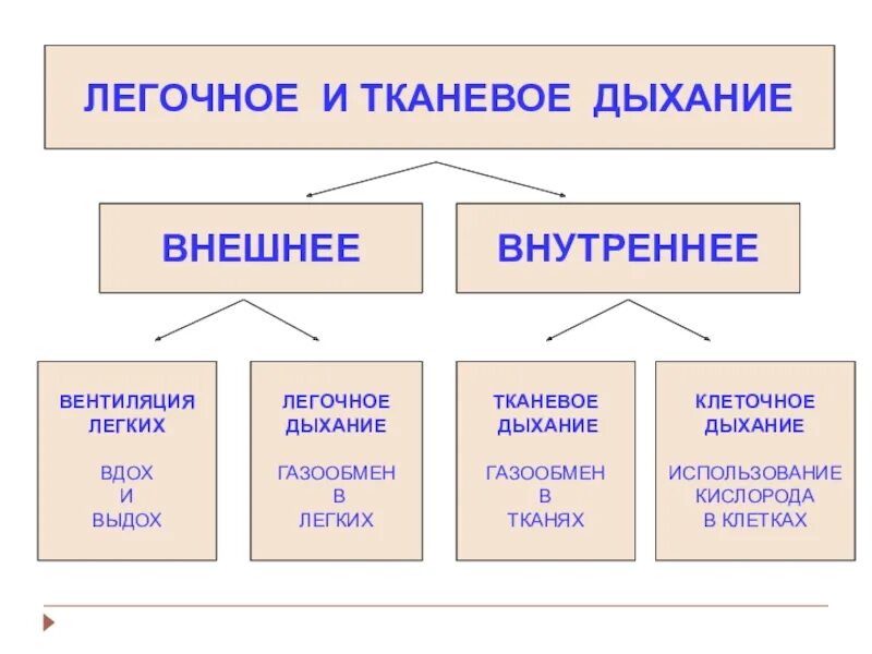 Аэробные дегидрогеназы общая характеристика. Строение и функции систем органов дыхательной системы. Характеристика внутреннего дыхания. Анатомические структуры дыхательной системы. Анатомические структуры дыхательной системы.