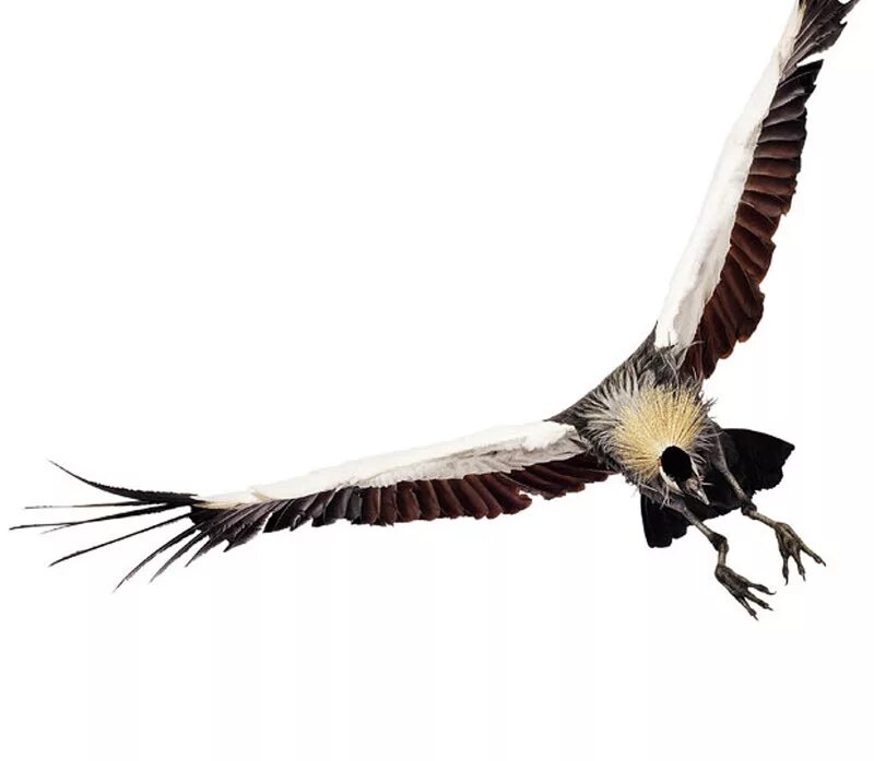 Bird 18. птица 18. птица аквамарин. Bird 18. кондор птица.