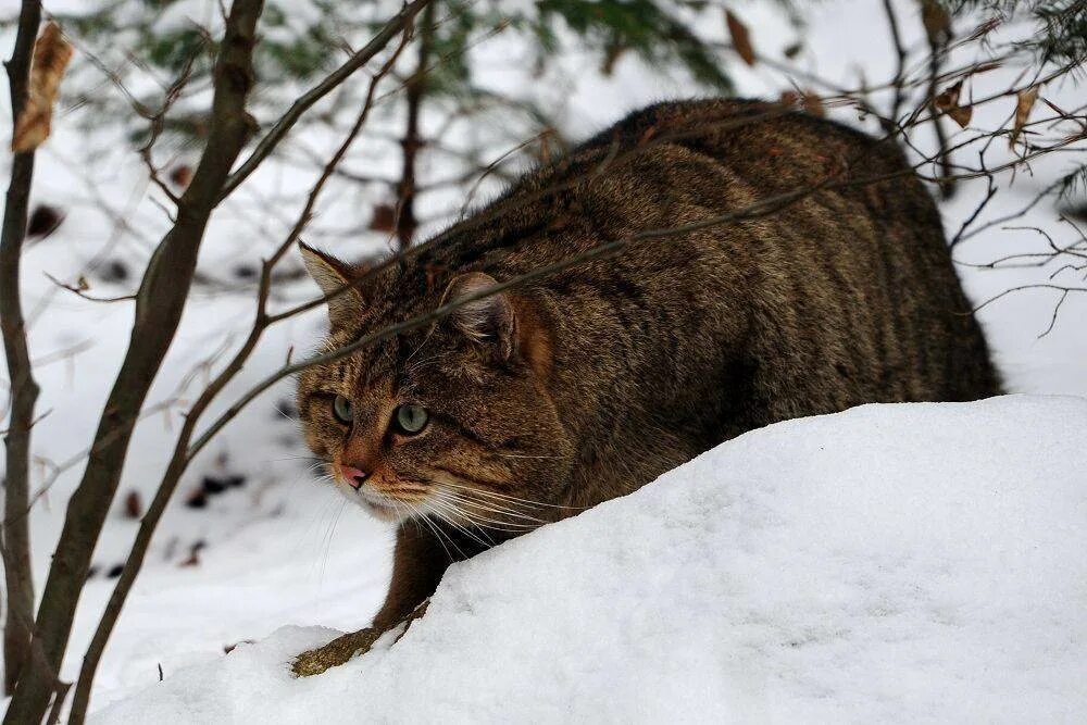 Дальневосточный камышовый кот. Амуркет кошка. Кавказская лесная кошка felis silvestris caucasica. Европейский лесной кот камышовый. Среднеевропейский дикий лесной кот.