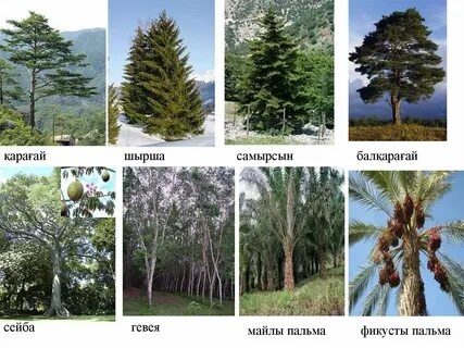 Лео - киска және шырша