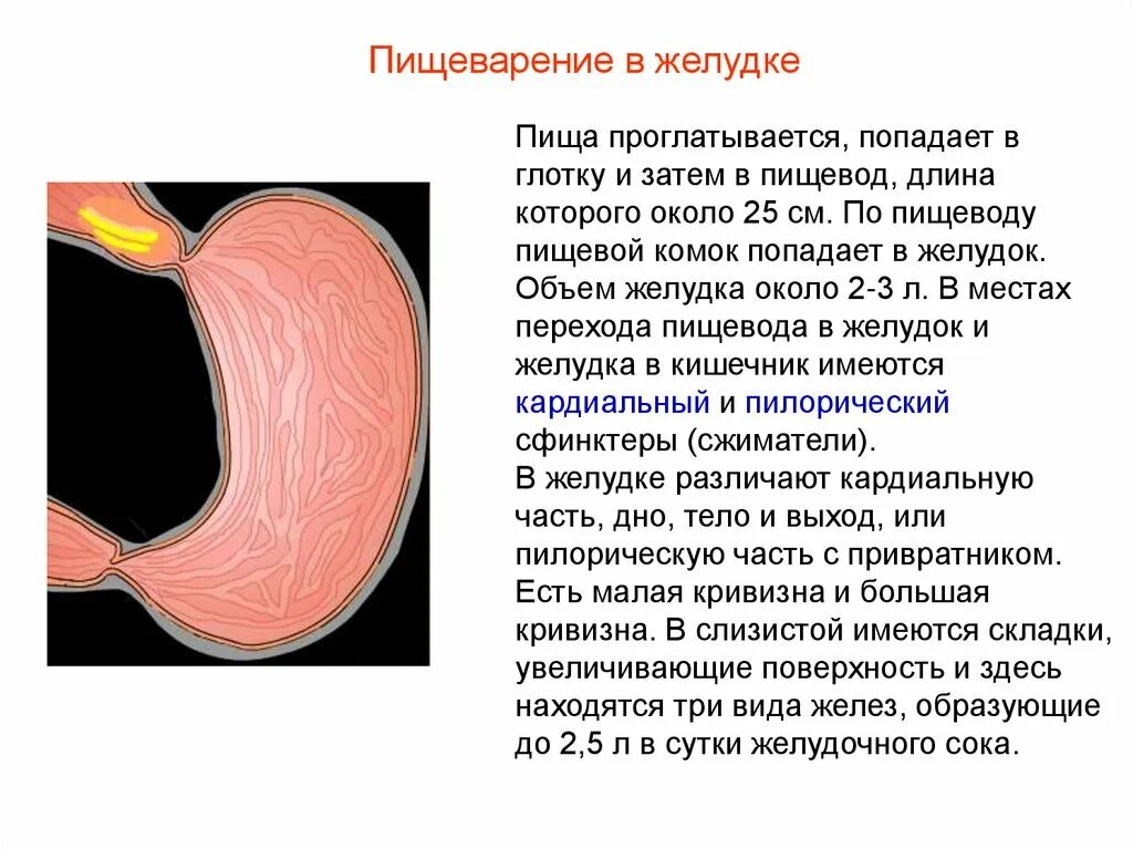 Пищевод переваривание