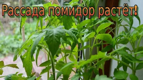 Корица для рассады помидор