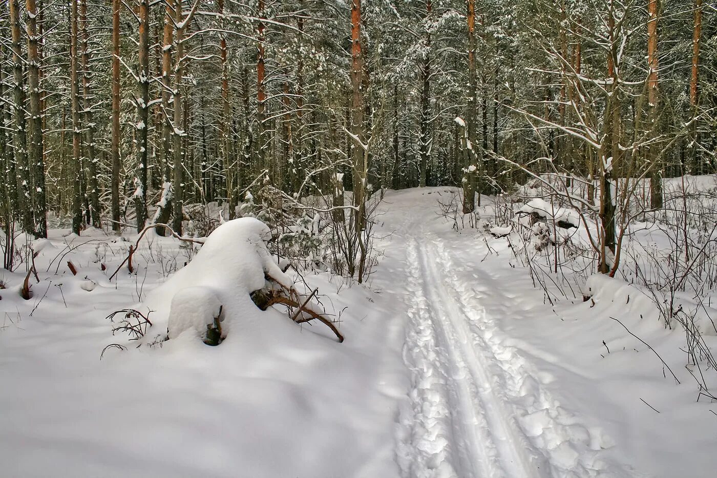 В лесу зимой можно. Зимний лес Лыжня. Лыжня зимой в лесу. Зимний лес лыжная трасса. Лес в снегу.