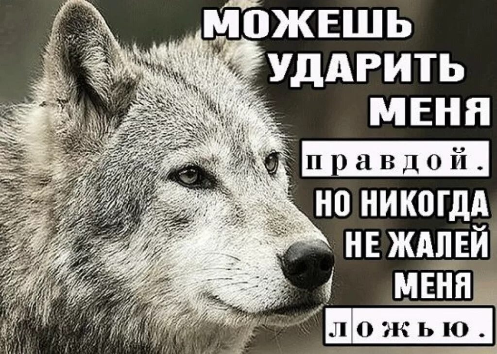 Жить по волчьим законам. Волчьи принципы. По волчьи жить. Волчьи законы какие. Жить по волчьим законам.