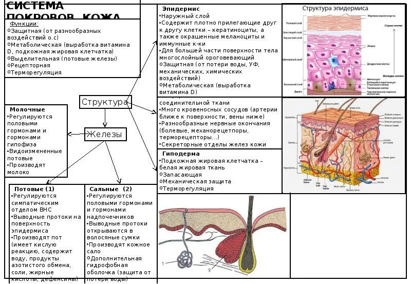 Строение и функции кожи терморегуляция. Эндокринная функция кожи. Гормональная функция кожи. Барьерные функции кожных и слизистых покровов. Терморегуляция слой кожи.