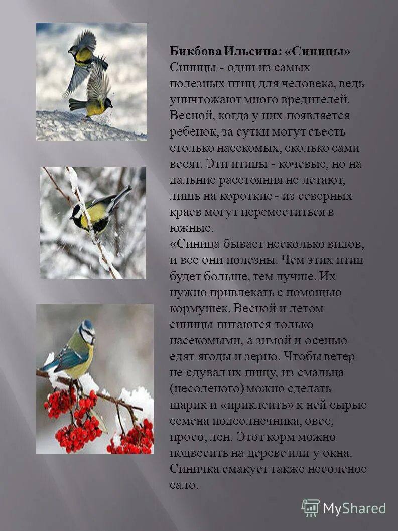 что значит синица. синичка в окно стучится примета. интересные факты о синичках для детей. птица стучится в окно примета. приметы про птиц.