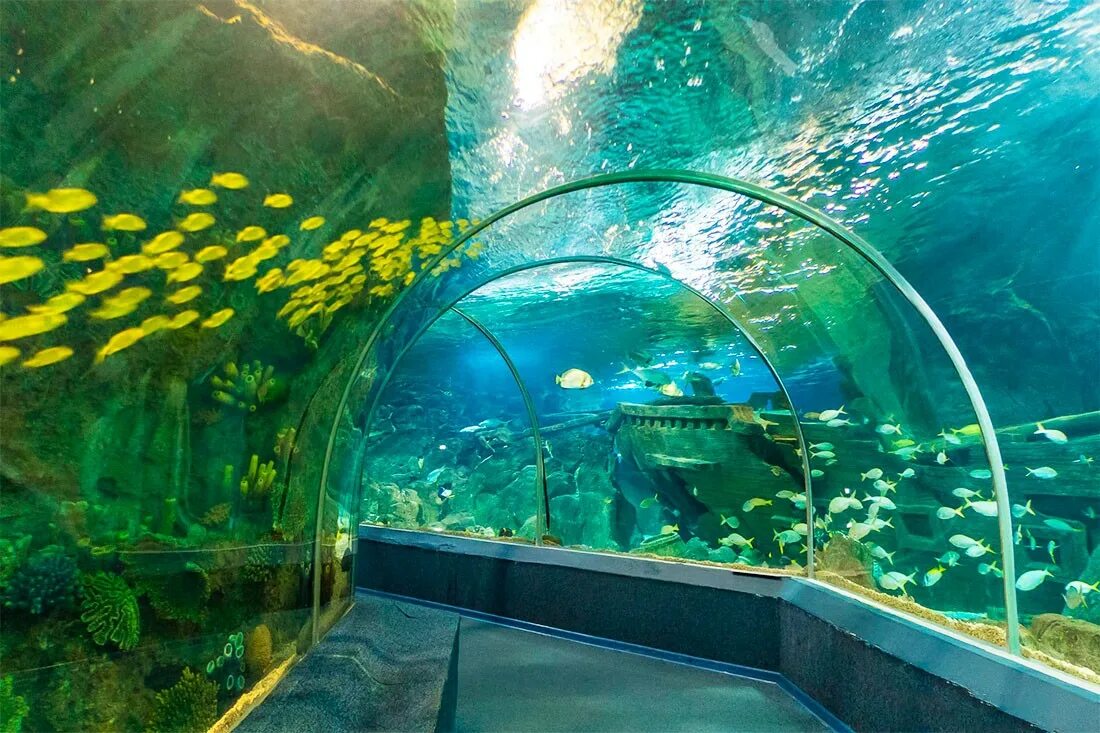 Sochi Discovery World Aquarium, Сочи. Сочи Дискавери ворлд аквариум. Курортный городок Адлер океанариум. Сочинский Дендрарий океанариум.