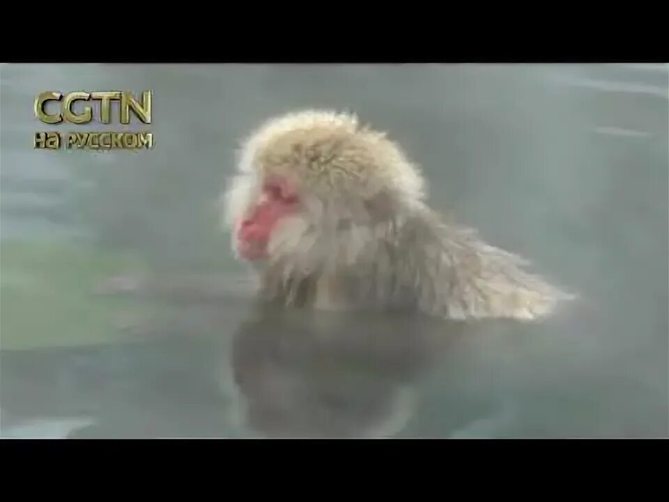Купание обезьяны в теплой воде маргулис. Обезьяна купается в теплой воде группа.