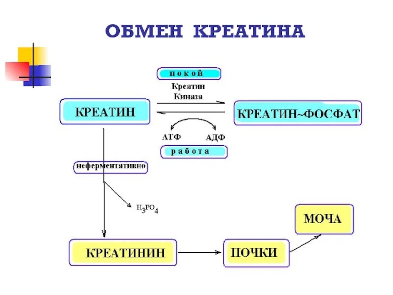 Креатин креатинфосфат креатинин. Схема синтеза креатина. Синтез креатина биохимия. Синтез креатинина схема. Креатинин действие