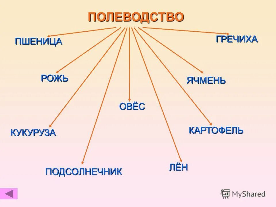 Названия групп полевых культур. Таблица классификации зерновых культур. Таблица полевых культур. Главные полевые культуры. Классификация сельскохозяйственных культур таблица.