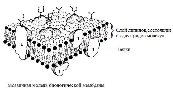 Жидкостно-мозаичная модель строения плазматической мембраны. Жидкостно-мозаичная модель структуры клеточной мембраны. Модель мембраны Сингера Николсона. Жидкостно мозаичная модель мембраны рис 75. Мембраны клетки тест