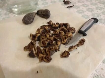 Рецепт приготовления бобровой струи
