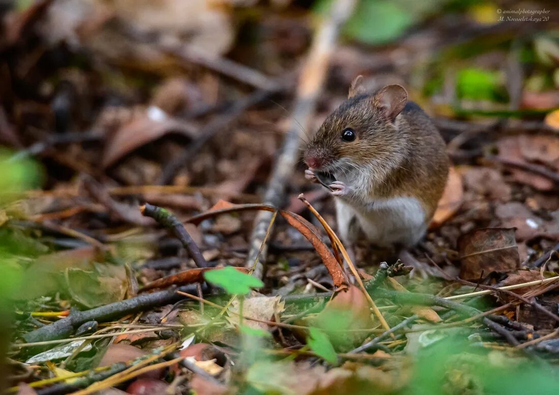 Полевая мышь убегает. Мышка в лесу. Мышь полёвка бегает. Мышь-полевка в лесу осенью. Мыши бегали в лесу.