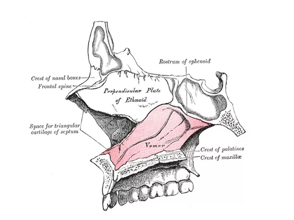 Сошник кость. Строение сошника кости. Сошник анатомия строение. Vomer сошник. Сошник клиновидной кости.