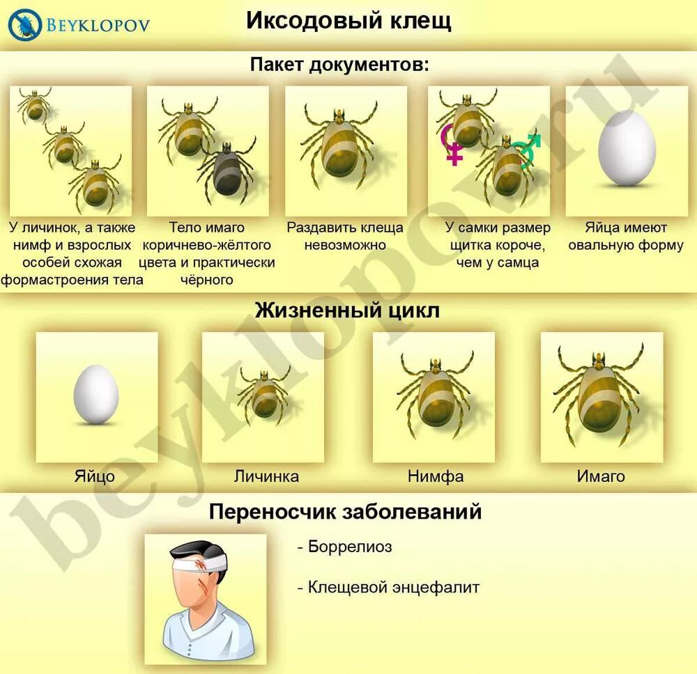 Сколько живет клещ без еды. Фазы развития иксодовых клещей. Имаго нимфа личинка иксодового клеща. Строение нимфы иксодовых клещей. Цикл развития иксодовых клещей схема.