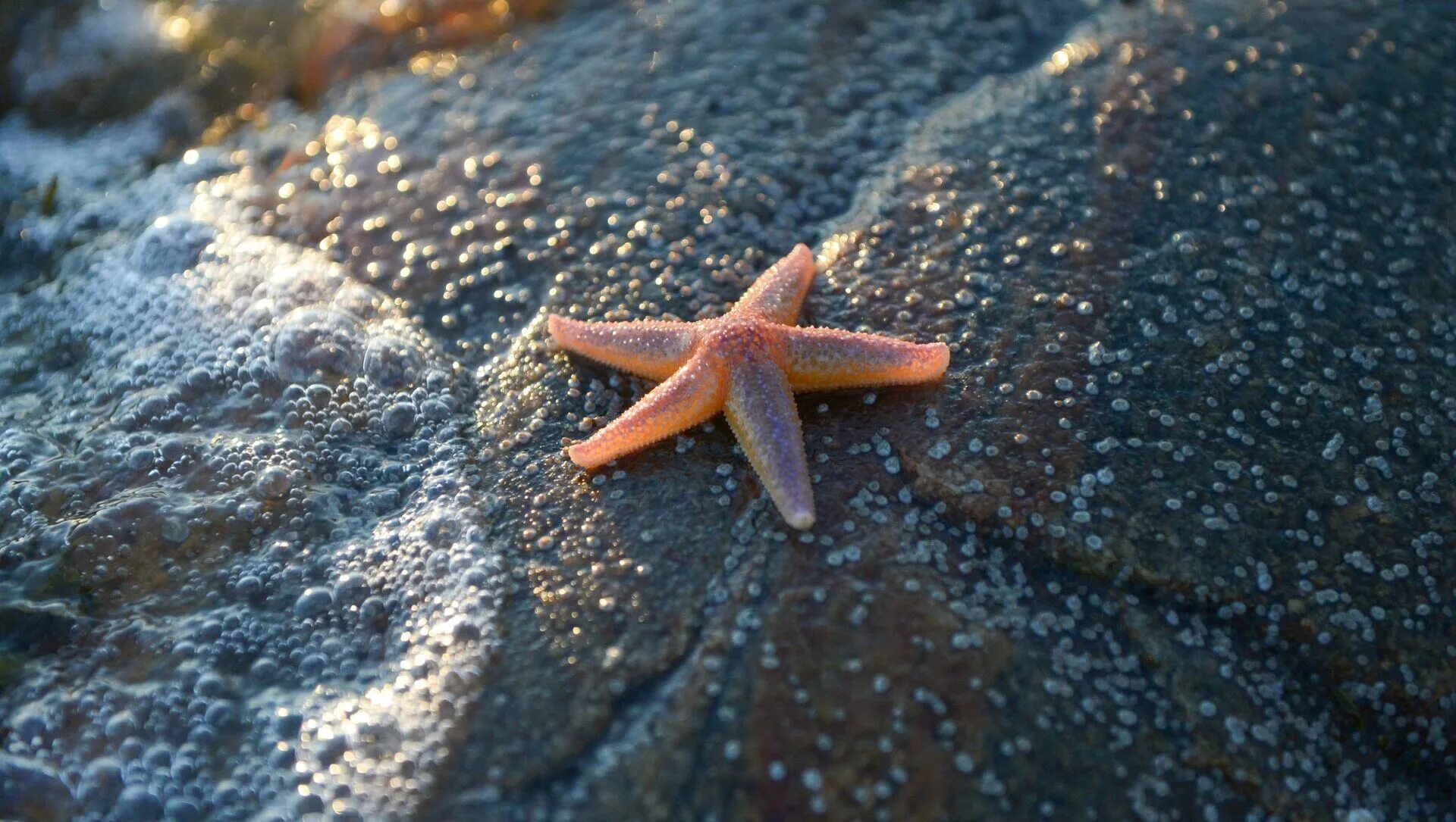 Asteroidea морские звёзды. Морские звезды японского моря. Круглая морская звезда. Морская звезда маленькая. Кабардинка морская звезда