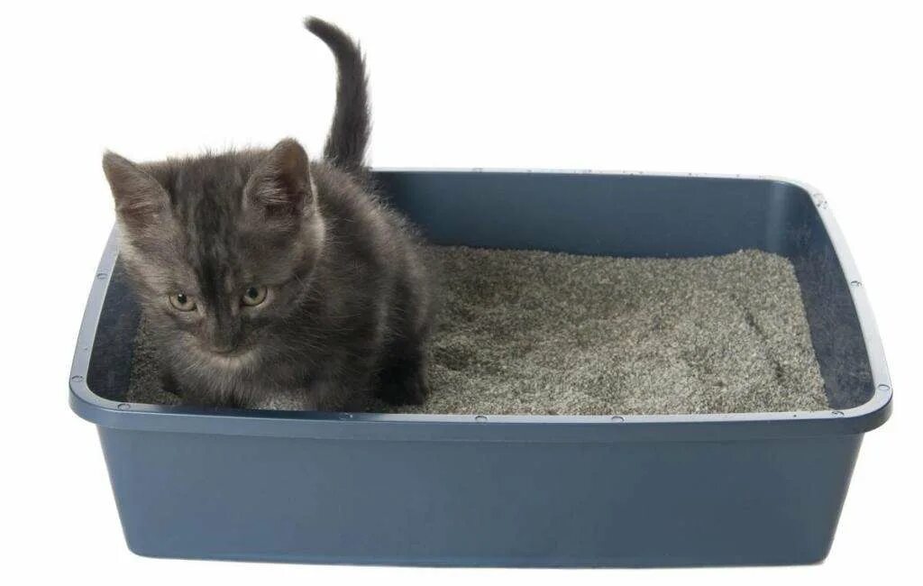 Можно ли кота приучить к лотку. Можно ли кота приучить к лотку