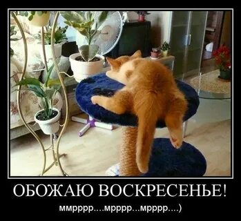 Я не люблю воскресенье потому что