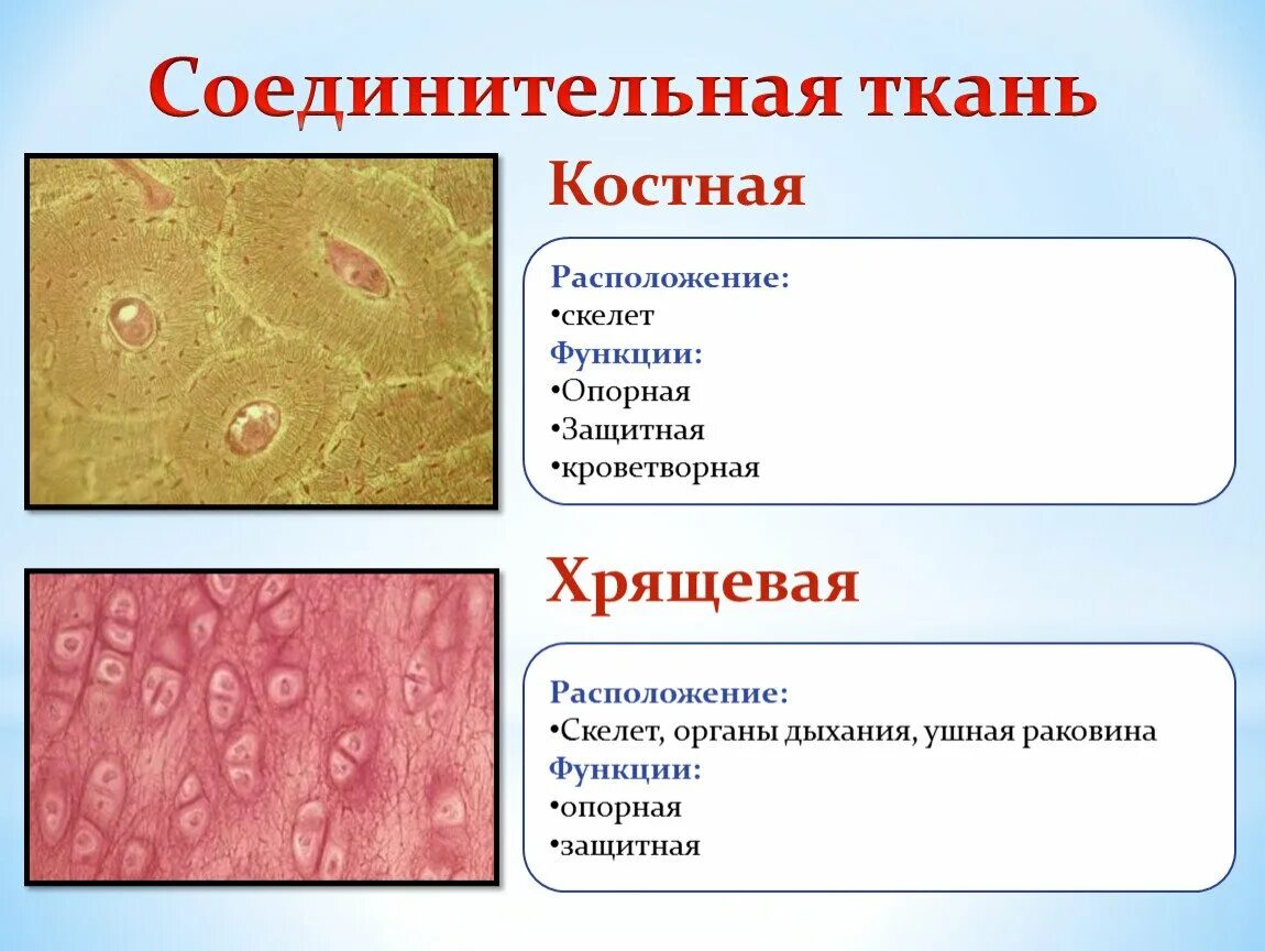 Костная ткань функции и расположение. Костная соединительная ткань где находится. Где находится хрящевая соединительная ткань. Скелетная соединительная ткань строение. Хрящевая ткань животного