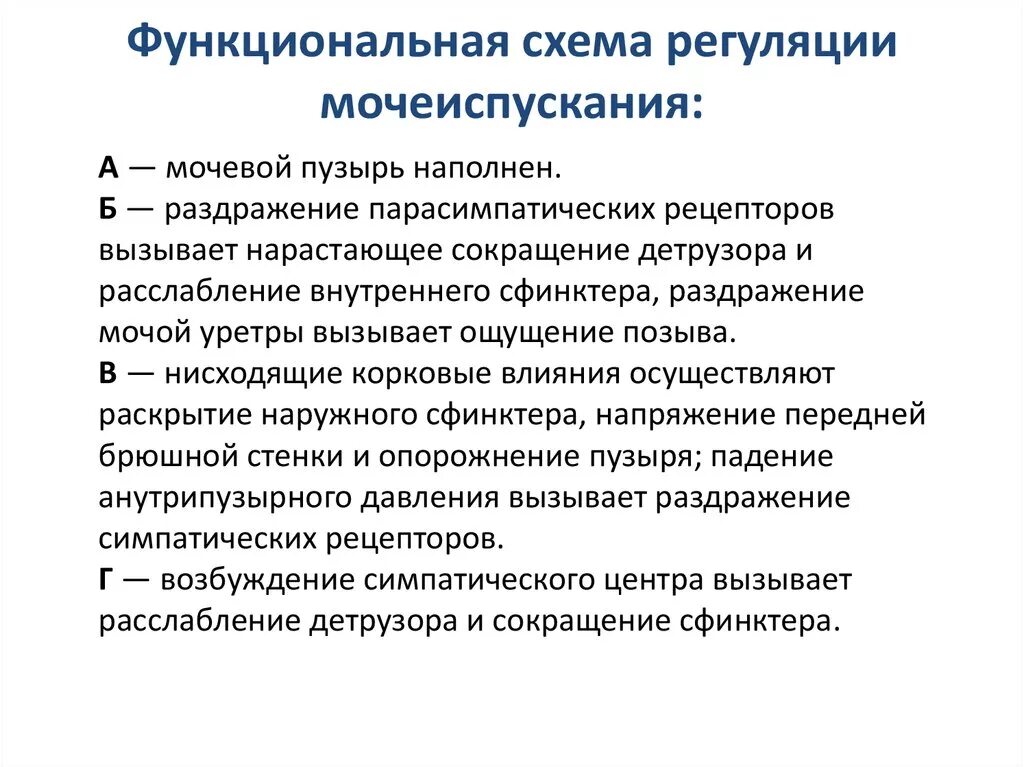 Как происходит мочеиспускание. Регуляция процесса мочеиспускания. Механизм произвольной регуляции мочеиспускания. Произвольная регуляция актов мочеиспускания. Механизм мочеиспускания схема.