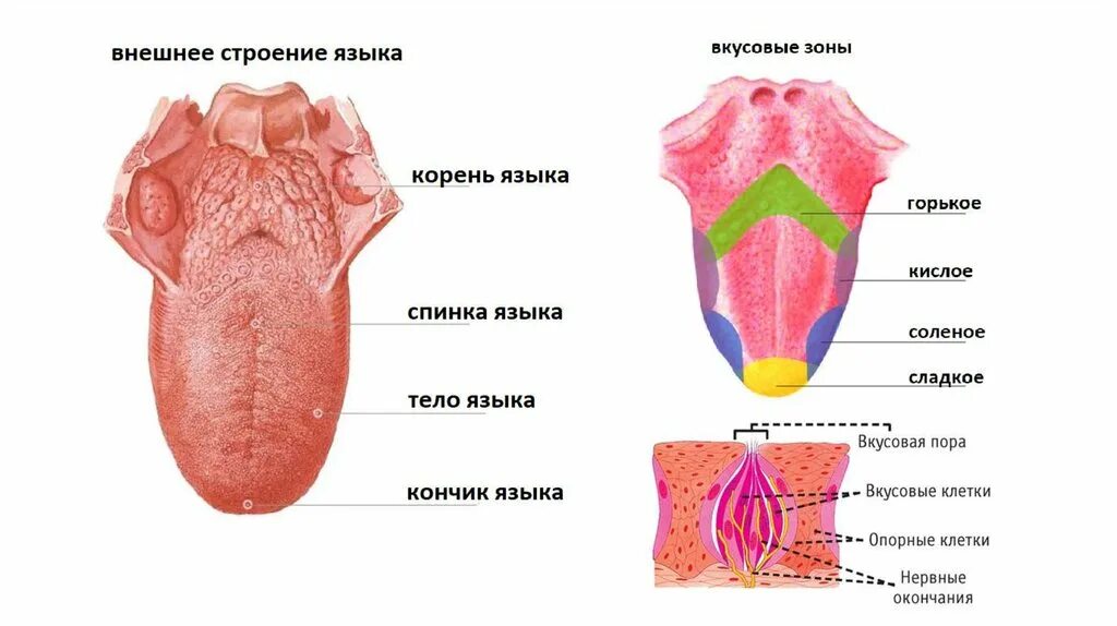 Эве язык. Вкусовой анализатор 8 класс биология. Вкусовой анализатор строение сосочки. Рецепторы вкусового анализатора. Вкусовые сосочки 8 класс биология.