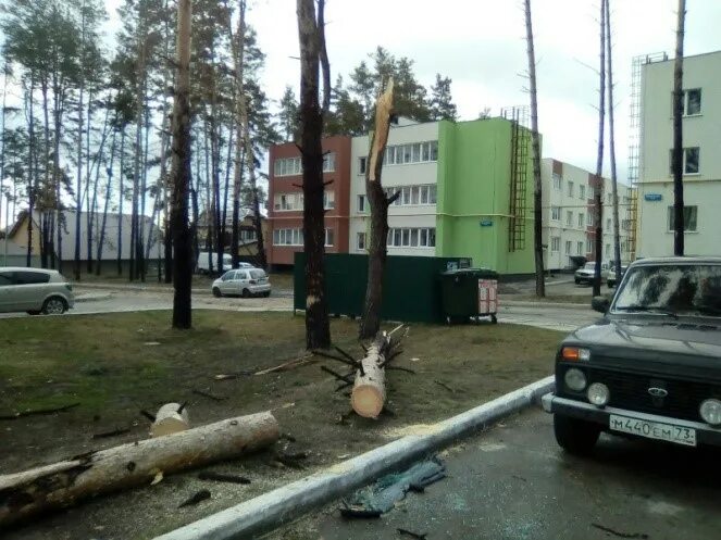 Происшествие димитровграде три сосны. Три сосны Димитровград. Братская улица Димитровград. Братская 17. Дербышки сосны упали.