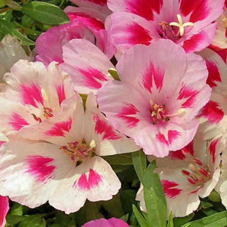 Годеция Flower seeds, Annual plants, Annual flowers