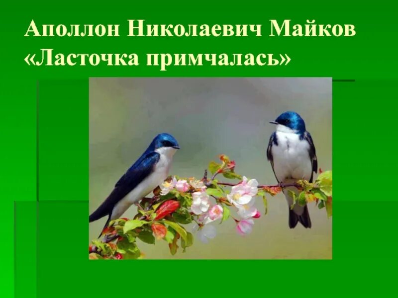 Стих майкова ласточка. Аполлон Николаевич Майков ласточки. Аполлон Майков Ласточка примчалась. Майков Аполлон Николаевич Ласточка стихотворение. Стих Майкова Ласточка примчалась.