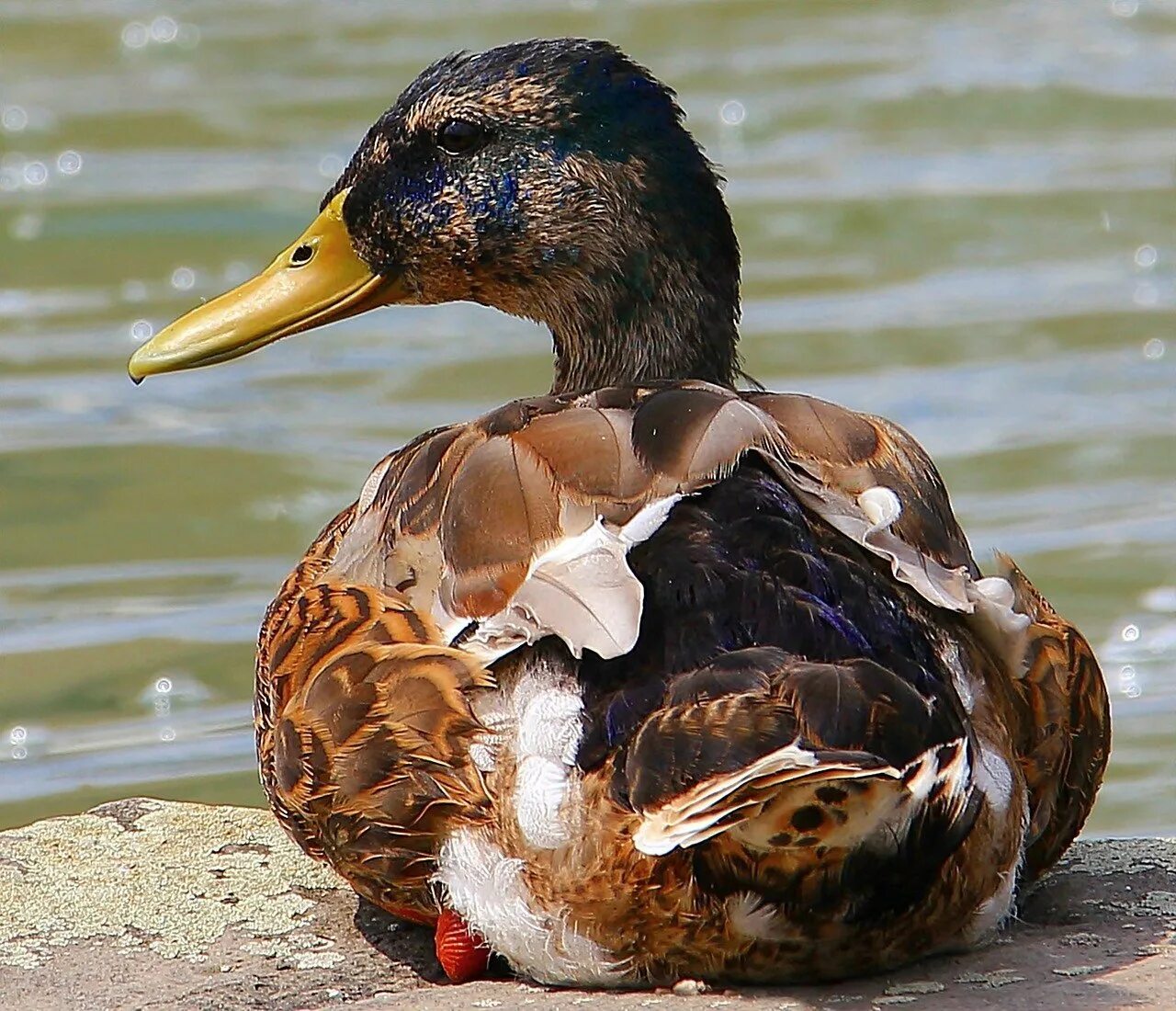 Утка водоплавающая птица кряква. Породы уток кряква. Кряква селезень. Водоплавающие птицы кряква. Утка з