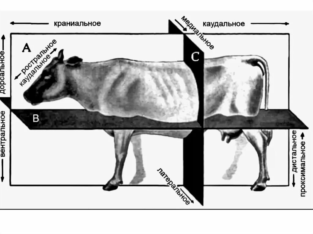 Направления в анатомии животных. Плоскости тела животного и направления. Краниальное и каудальное направление. Плоскости и направления в анатомии животных. Каудальное направление