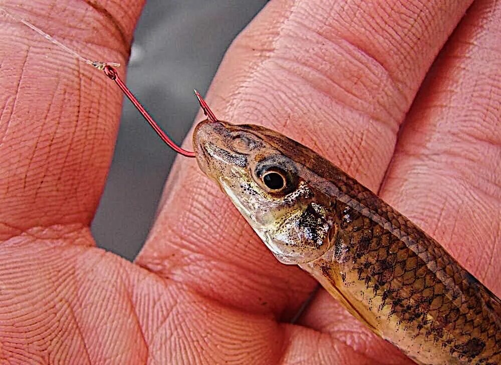 Судак на живца. Снасточка для живца. Насадка тюльки. Живцовая снасть на судака. Ловля судака на живца.