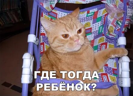 Перепутал кота