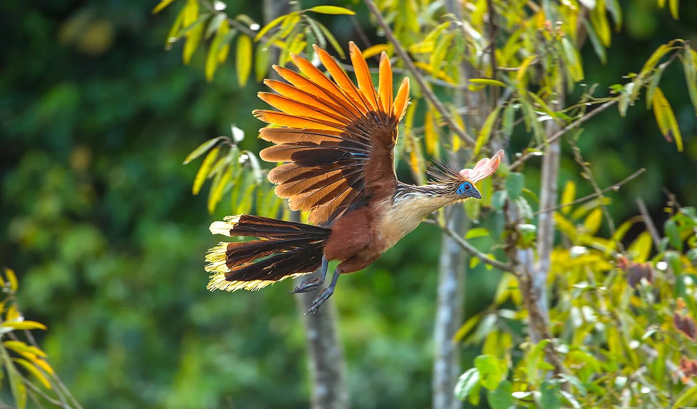 гиацинт птица с когтями. желтогорлый тукан. птицы африки тукан. гайана птицы. тукан амазонка.