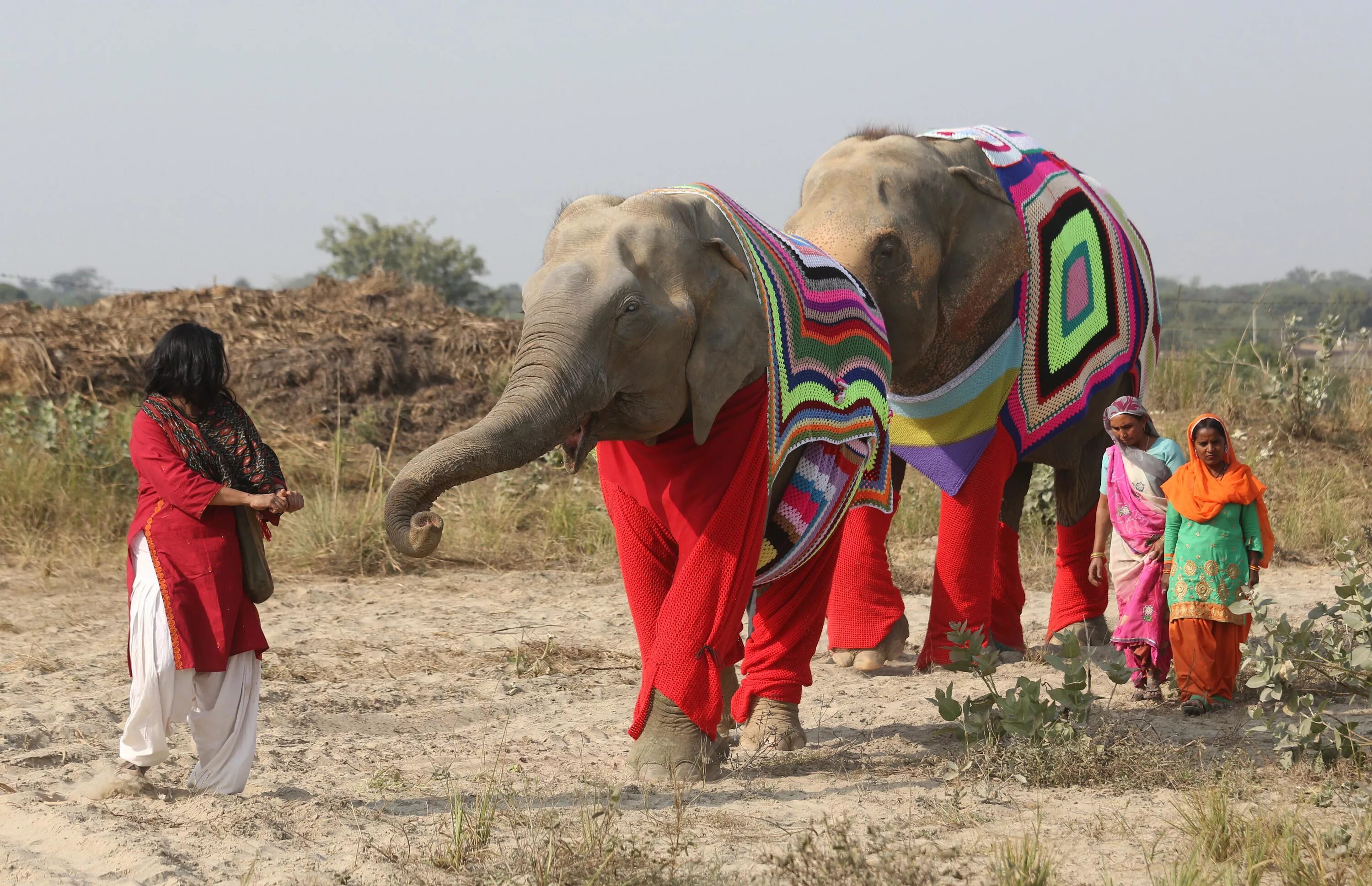 Индийский слон. Индия слоны. Индийский Слоненок. Индия со слонами.