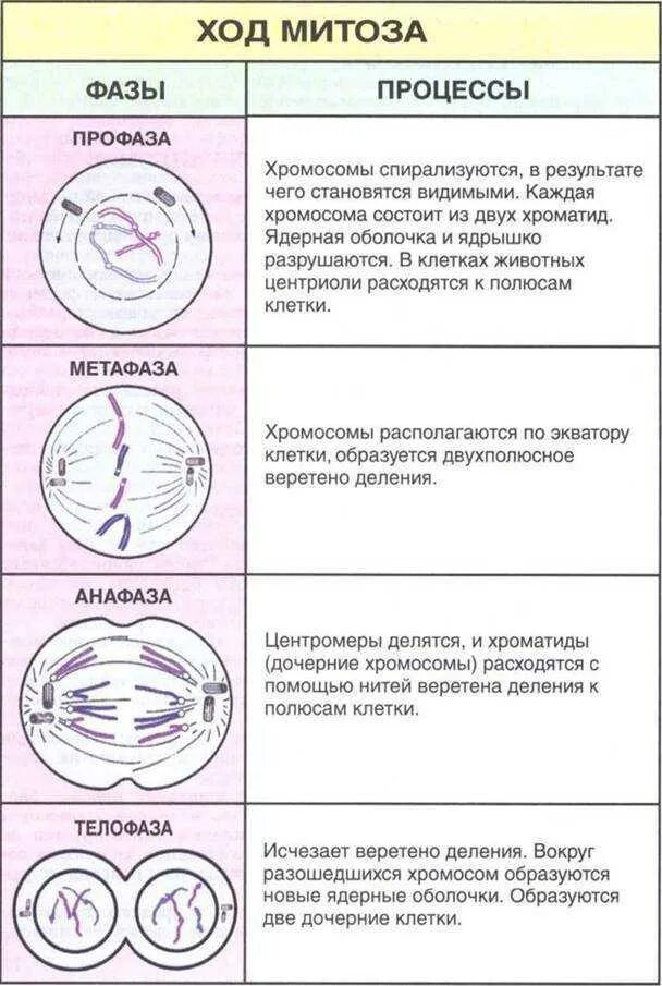 Первое митотическое деление