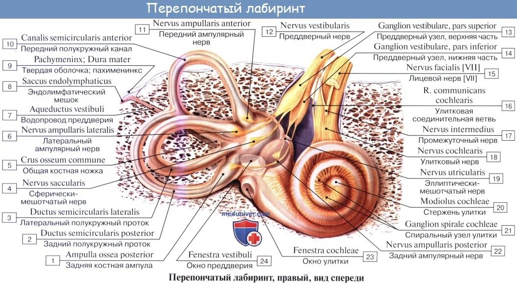 Перепончатый Лабиринт внутреннего уха анатомия. Костный и перепончатый Лабиринт внутреннего уха. Внутреннее ухо перепончатый Лабиринт анатомия. Костный Лабиринт костная улитка. Улитка лабиринта внутреннего уха