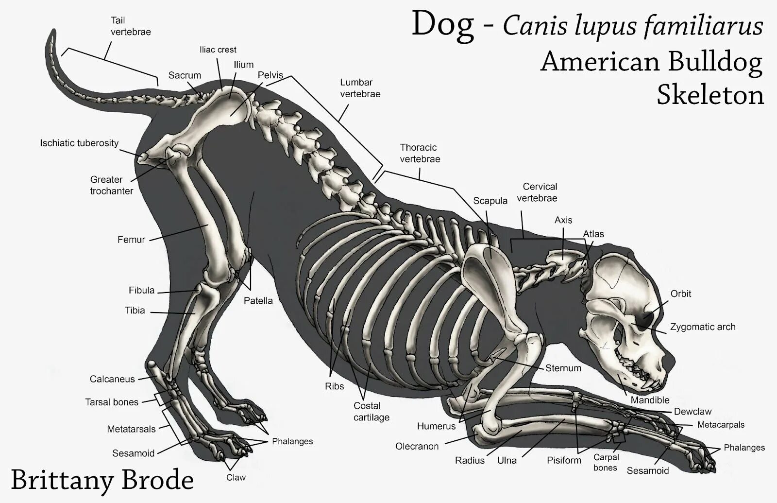 Какие отделы позвоночника у собак. Скелетная анатомия собаки. Анатомия костей собаки. Костный скелет собаки. Скелетное строение собаки.