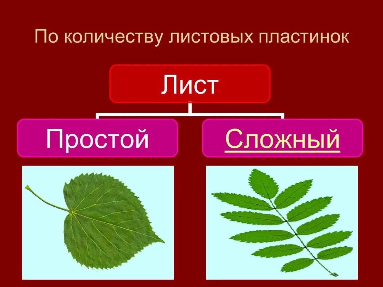 Тип жилкования у розоцветных