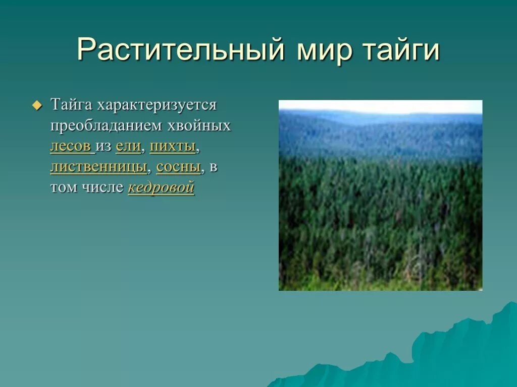 Какой климат в природной зоне тайга. Растительный мир тайги тайги. Растительный мир зоны тайги. Тайга природная зона. Растения зоны тайги в России.