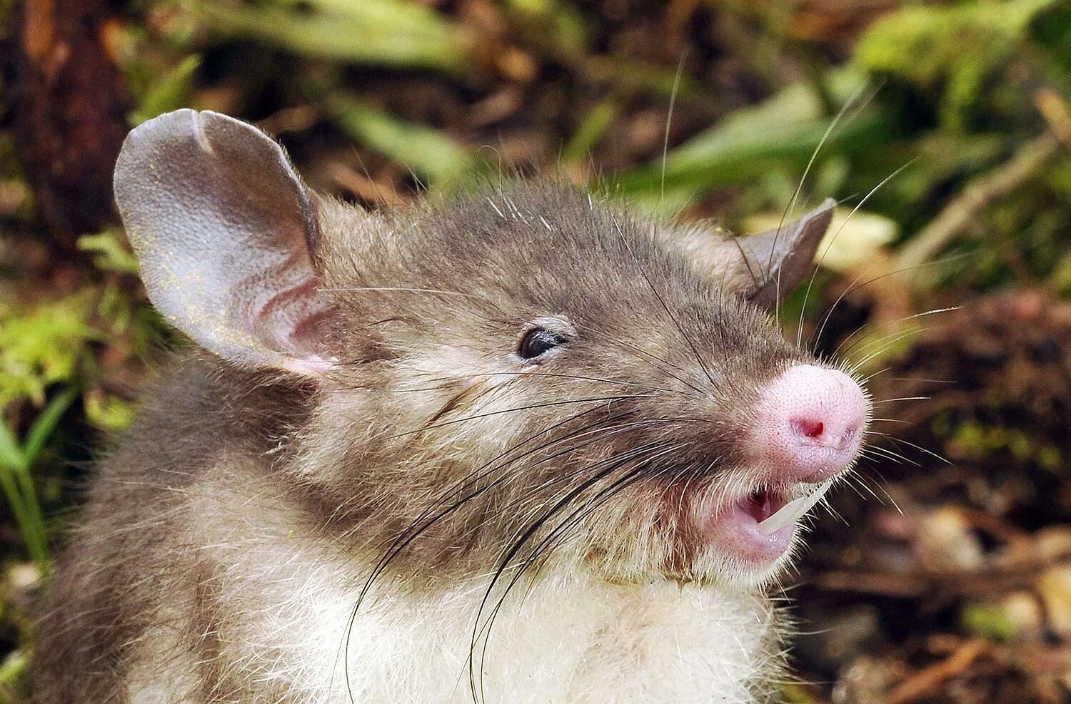 Животные похожие на мышь. Свиноносая крыса. Щур крыса. Крыса землеройка. Hyorhinomys stuempkei.
