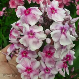 Любвитский питомник растений
