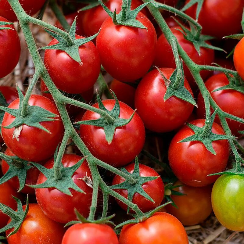 Первые семена томаты. Томат карамель красная f1. Томат НЬЮОРАНЖ f1. Томаты Китано. Томат Гриня f1.