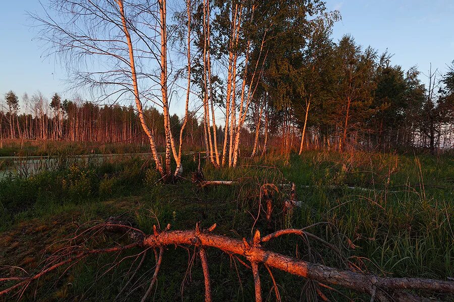 Леса половина территории россии. Торфяное болото. Торфяные болота Москва. Торфяное болото в лесу Россия. Торфяные болота вечером.