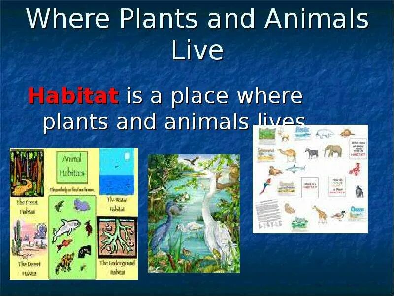 Animals and Plants кратко. What is Habitat. Where animals Live. Where do animals Live.