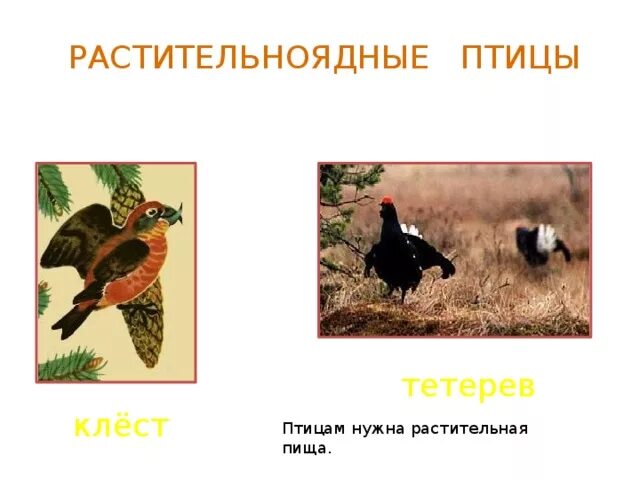 Растительноядные птицы особенности строения. Растительноядные птицы особенности строения. Зерноядные птицы. Растительноядные птицы особенности строения. Приспособления растительноядных птиц.