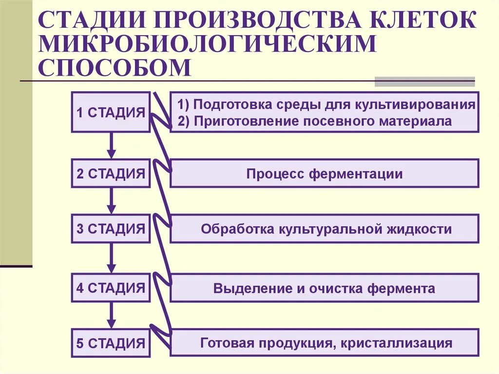 Стадии производства. Производство ферментов микробиологическим способом.. Этапы производства. Этапы производства ферментов.